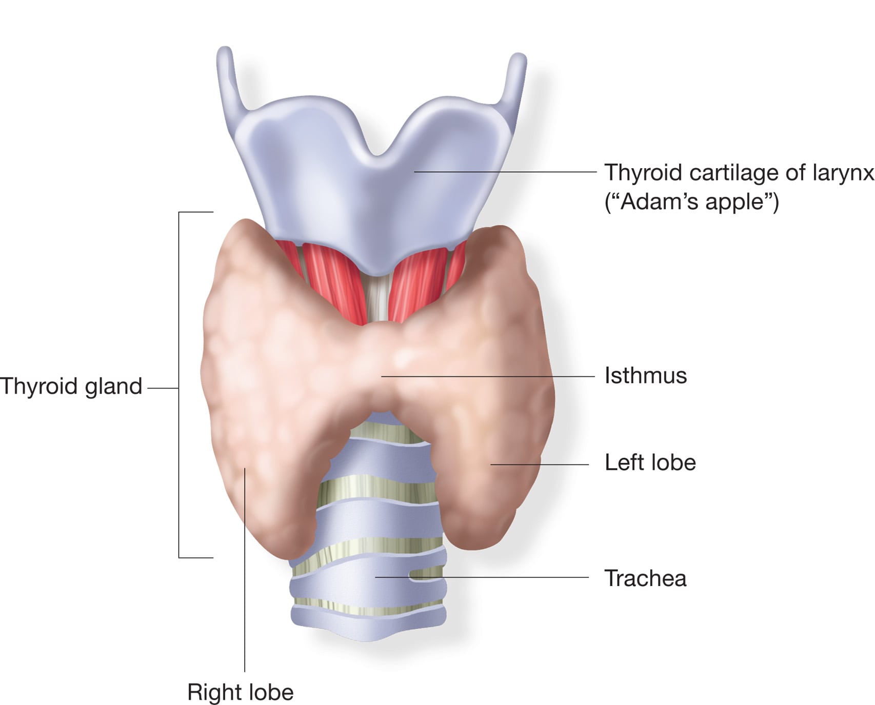 Thyroid Plus Bio Tech Energy Patches