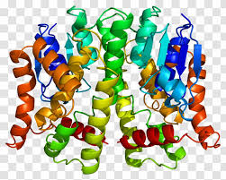 Glutathione