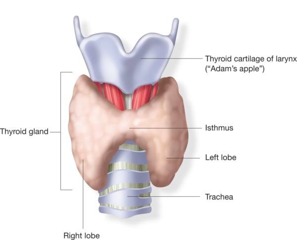 Thyroid Plus