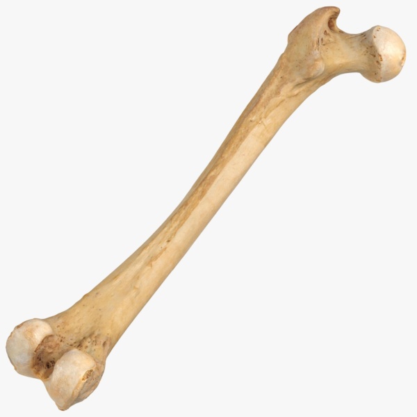 Bone Support - NEW!!!